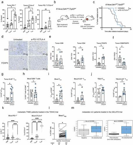 Figure 1. ICB fails to inhibit mammary tumor outgrowth and induces intratumoral and systemic Treg accumulation in transgenic KEP mice.