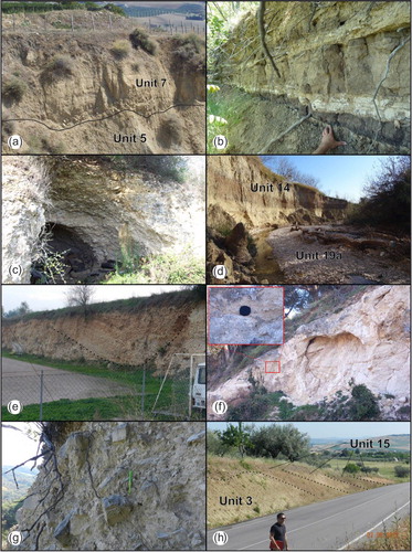 Figure 1. Lithology of the study area (the units numbers and ages refer to the legend of the map): (a) strath contact between the clay bedrock (5) and fluvial (overbank) deposits belonging to unit 7 (at S. Caterina); (b) dark tephra level within the terraced deposits of unit 8 (at Colle Picconetto), interlayered with silty-clay palaeosols (lowest level indicated by the hand) and sheet-like silty-sand and arenaceous layers (upper layers); (c) fluvial conglomerate deposits (8) at Piano Scarpara; (d) channel incision of the Cigno Torrent highlighting the fine sediments of unit 14 with brownish topsoil; (e) fluvial channel deposits within the gravel of unit 9 and reddish topsoil; (f) travertine deposits of unit 11 (near Tocco village); (g) ancient slope deposits (10) of the upper Nora valley; and (h) colluvial deposits (15) characterized by four main wedges.