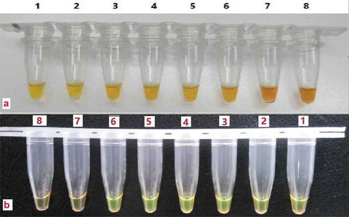 Figure 4. Detection limit of the developed LAMP assay. Note: A: the LAMP assay with 4-(2-pyridylazo)-resorcinol sodium salt as indicator; B: the LAMP assay with calcein as indicator; 1, 2: 100% donkey meat; 3, 4: 10% donkey meat; 5, 6: 1% donkey meat; 7, 8: 0.1% donkey meat.Figura 4. Límite de detección del ensayo LAMP desarrollado. Nota: A: ensayo LAMP con sal de sodio 4-(2-piridilazo)-resorcinol como indicador; B: ensayo LAMP con calceína como indicador; 1, 2: 100% carne de burro; 3, 4: 10% de carne de burro; 5, 6: 1% de carne de burro; 7, 8: 0.1% de carne de burro