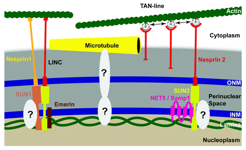 Figure 3. Nucleoskeleton and nuclear envelope connections to the cytoskeleton. The LINC complex is comprised of SUN and nesprin NETs that connect the inner (INM) and outer (ONM) nuclear membranes across the nuclear envelope lumen. From the INM SUN proteins connect to the intermediate filament lamin polymer and from the ONM the nesprins connect to actin microfilaments and possibly indirectly to other filament systems. Emerin has been proposed to function together with the LINC complex as might other as yet unidentified proteins among the tissue-specific NETs. A similar complex connects to TAN-lines that operate like train tracks on which the nucleus migrates to be in line with the leading edge during cell movements. The somewhat tissue-restricted NET5/Samp1 has been shown to function together with this complex as, again, may other tissue-specific NETs. Some muscle NETs tracked with microtubules at the nuclear surface suggesting the possibility of another complex like LINC directed specifically for microtubules.