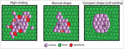 Figure 2. The influence of clone shape on cell selection. Different scenarios of cell competition (winner cells in purple, loser cells in green) with high levels of winner-loser mixing, normal levels of mixing and cell sorting (low mixing of loser and winner cells) and the expected location of dying losers (red) based on the contact dependent death induction.
