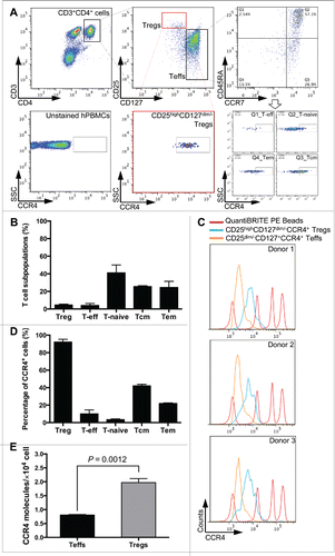 Figure 1. Identification of CCR4 molecules on CD4+ T cell populations. (A) Gating strategy for identification of human effector (CD4+CD25−, Teffs) and regulatory (CD4+CD25+CD127dim/−, Tregs) T cell populations and the CCR4-expressing T cell subsets in both populations. Black and red boxes and dotted lines, and the arrow reflect the gated populations for further analysis. (B) The percentage of T cell subpopulations, including naïve (T-naive), central memory (Tcm), effector memory (Tem), regulatory (Treg), and other effector (T-eff), in total T cells. (C) Fluorescence histograms of QuantiBRITE PE beads (red line), CD25highCD127dim/−CCR4+ Tregs (blue line), and CD25dim/−CD127+CCR4+ T cells (orange line) were performed by flow cytometry in three independent healthy donors. PE beads showed the fluorochrome contained low level (474 PE molecules/bead), medium low level (5,359 PE molecules/bead), medium high level (23,843 PE molecules/bead), and high level (62,336 PE molecules/bead) of PE molecules. (D) The percentage of CCR4+ subsets in each T cell subpopulation. (E) The expression levels of CCR4 molecule on CD4+CD25−CD127+ Teffs and CD4+CD25highCD127dim/− Tregs. All experiments were performed in three independent donors and showed the means ±S.E.M.