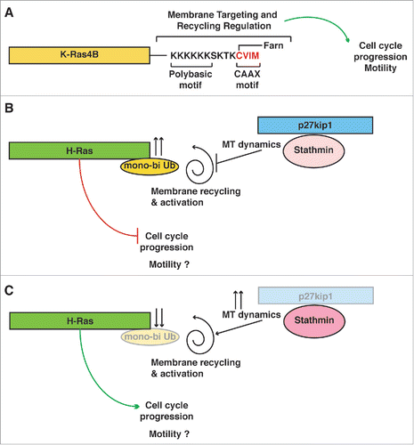 Figure 1. p27 restrains H-Ras activation via stathmin. (A) Schematic representation of K-Ras. K-Ras4B (alternative splicing of exone 4 of K-Ras gene) is highly homolog to H-Ras (83% amino acid identity, in the first 165 amino acids), but includes a hyper variable C-terminus, comprising the membrane targeting sequence. The different hyper variable region results in several unique features, such as that K-Ras-4B activation and membrane targeting does not require recycling in the endosomal compartment and is not affected by mono-bi ubiquitination. (B) Schematic representation of H-Ras functioning in cells expressing normal levels of p27. Following extracellular stimuli, such as growth factor, p27 shuttles to the cytoplasm. There, p27 can interact with stathmin, leading to modulation of microtubules dynamics and of endosomal vesicles trafficking. H-Ras gets mono-bi ubiquitinated, losing part of its activity. In this setting, the cell cycle does not progress and cells do not proliferate. It is implied that, if the external stimulus persists, then p27 will be ubiquitinated and degraded, releasing this block on H-Ras and cell cycle. (C) Schematic representation of H-Ras functioning in cells with low or absent expression p27. Stathmin activity is increased and so is MT dynamics, releasing the brake from full H-Ras activation and leading to faster cell cycle progression and proliferation.