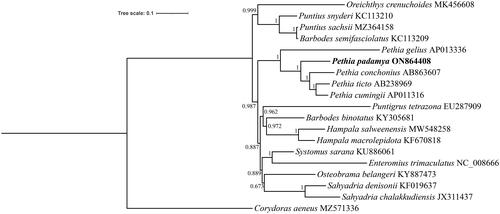 Figure 3. Bayesian inference tree based on the concatenated sequence of 13 protein-coding genes and two rRNAs. The Pethia padamya genome is marked in bold font.