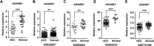 Figure 2 ADARB1 expression in HCC specimens and normal tissues. (A) ADARB1 expression was detected in 26 tumor tissues and paired normal tissues. The GAPDH mRNA levels were used as the endogenous controls in these specimens. (B) ADARB1 expression in HCC and normal tissues from GEO: GSE25097. (C) ADARB1 expression in HCC and normal tissues from GEO: GSE60502. (D) ADARB1 expression in HCC and normal tissues from GEO: GSE62232. (E) ADARB1 expression in HCC and normal tissues from GEO: GSE121248. **P < 0.01, ***P < 0.001.