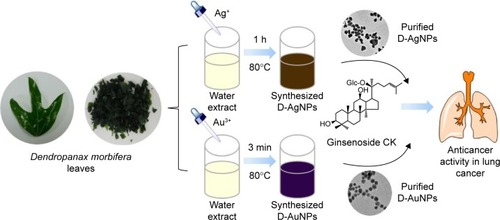 Figure 9 Schematic workflow of D. morbifera silver and gold nanoparticle synthesis and application.Note: Cell apoptosis was determined by Hoechst 33258 staining.Abbreviations: D. morbifera, Dendropanax morbifera; h, hour; CK, compound K; min, minutes; D-AgNPs, Dendropanax silver nanoparticles; D-AuNPs, Dendropanax gold nanoparticles.