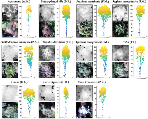 Figure 3. Examples of data visualization for 11 tree species, each sample includes its 0.1 m resolution CHM (top left), 0.1 m resolution RGB image synthesized from the hyperspectral image (bottom left) and the point cloud (right).