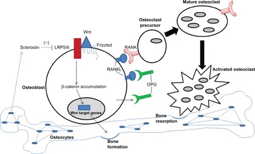 Figure 1 RANK/RANKL/OPG pathway in bone remodeling. The balance between bone formation and resorption is largely regulated by the Wnt pathway (bone formation), the RANK (pink symbols)/RANKL (blue symbols) pathway (osteoclast activation), and sclerostin (negative regulation of bone formation). Osteoblasts express the cell surface receptors RANKL and Wnt and also secrete a soluble decoy receptor, OPG (green symbols). Wnt protein binds coreceptors Fizzle-Fz and LRP5/6, leading to stabilization of β-catenin and its translocation to the nucleus to regulate target genes, resulting in increased bone formation. In the absence of OPG, RANKL on the osteoblast surface is available to bind RANK present on osteoclast precursors. Binding of RANK/RANKL leads to osteoclast maturation and resorption of bone. Sclerostin, secreted by osteocytes, inhibits Wnt from binding LRP5.