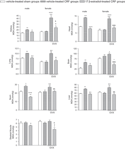 Figure 1.  Malondialdehyde (MDA) levels in the kidney, heart, lung, brain, ileum, liver, and gastrocnemius muscle tissues. *p < 0.05, **p < 0.01, ***p < 0.001, compared to corresponding control group. +p < 0.05, ++p < 0.01, +++p < 0.001, compared to corresponding CRF group. &p < 0.05, &&p < 0.01, compared to ovariectomized (OVX) CRF group.