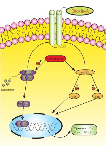 Figure 5 Schematic diagram of the potential mechanism and protective effect of orexin-A on NE-4C inflammatory injury. Orexin-A attenuates inflammatory responses in lipopolysaccharide-induced neural stem cells by regulating NF-kB and phosphorylation of MAPK/P38/Erk pathways, which protects NSC transplantation versus host response.