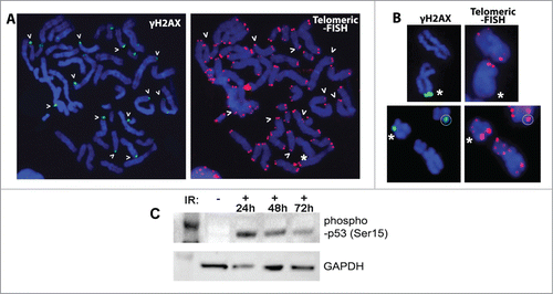 Figure 3. Many γH2AX foci locate on apparently normal telomeres. (A) Many of the γH2AX foci scored after irradiation are located at the terminal ends of chromosomes and seem to lie on apparently intact chromatin (>). Most of the telomeres lying beneath these foci show a normal size and structure (>) except for a few shorter telomeric signals (*). (B) Examples of eroded (* top row, right image) or split (* low row, right image) telomeres decorated with γH2AX foci that co-exist with apparently normal telomeres. In turn, some of these apparently normal telomeres can also be signaled with a terminal γH2AX focus (white circle). (C) Western blot showing the presence of wild-type p53 in the cells used. The first lane is a protein molecular weight marker. As expected, the phospho-p53 signal clearly increased after irradiation (IR: irradiation).