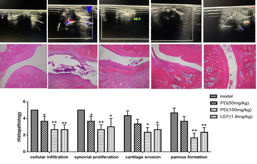 Figure 3. The effects of each group treatments on rat (A) iconography of synovial thickness, (B) change of histopathology, (C) the ankle was evaluated in each group using a scoring system including cellular infiltration, synovial proliferation, cartilage erosion, and pannus formation. Data are expressed as the mean ± S.D, n = 3,*p<0.05, **p<0.01 vs. model.