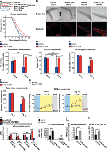 Figure 5. VL-004 promotes longevity and healthspan. (A) Survival curves of worms in the presence of VL-004, Spd, or vehicle. The summary of lifespan data is presented in Table S3.(B) Rhodamin-phalloidin staining of body-wall muscles of vehicle and VL-004 treated worms (in day 3 and day 11 post L1). Scale bar: 100 μm. (C) Quantification of rhodamin-phalloidin staining (head region, tip on the nose to the posterior bulb of the pharynx). N ≥ 35/per treatment, normalized to worm size by dividing fluorescence by head width (under the posterior bulb of the pharynx). n = 3. Speed (D) and thrashing (E) measurements. The speed/thrashing of worms was measured in the absence of bacteria. Speed (n = 6, N ≥ 48 worms/per treatment). Thrashing (n = 4, N ≥ 24/per treatment). (F) Food intake. (n ≥ 6, N ≥ 24 worms/per treatment). (G) Oxygen consumption rate (OCR) of wild-type worms treated with either vehicle or 4 mM VL-004 at day 3 and 11 (post L1). (n = 6, N ≥ 120 worms/per treatment). (H) OCR Quantification. Basal, maximal (FCCP), and non-mitochondrial (azide) are presented. (I) ATP levels in wild-type animals treated for 3 and 11 days as in (G). N = 3 (day 11) or N = 6 (day 3). (J) TMRE staining of 11 days SJ4103 worms grown with 4 mM VL-004 or vehicle. TMRE staining was normalized to mitochondrial GFP intensity. n = 3, N ≥ 48 worms/per treatment. (K) Mitochondrial to nuclear DNA ratio (mtDNA:nDNA). n = 9. *p < 0.05, **p < 0.01, ***p < 0.001, ****p < 0.0001, NS = non-significant.