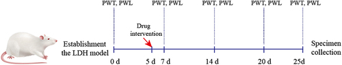 Figure 2 The methodology diagram of animal experimental.