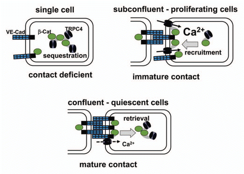 Figure 1 Proposed model of phenotype-dependent TRPC4 function in growth factor-stimulated endothelial cells via interaction of the channel with β-catenin and targeting into cell-cell contacts. TRPC4 is for a large part sequestered in intracellular compartments and unavailable for Ca2+ signalling in single cells (contact deficient; upper left). By contrast, formation of immature cell adhesions promotes surface targeting of β-catenin-TRPC4 complexes and enables further recruitment of channels into the plasma membrane and Ca2+ entry function (immature contact; upper right). Once mature barriers are formed (mature contact; lower), TRPC4 resides for a large part in junctional complexes that are rapidly retrieved from the cell surface during growth factor stimulation and are barely available for contribution to global Ca2+ signaling.