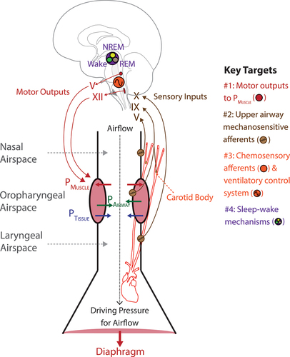 Figure 1. Schematic diagram identifying the key targets for OSA pharmacotherapy mapped to the structural organization of the respiratory control system relevant to OSA pathophysiology. The major targets are #1, pharyngeal motor effectors; #2, upper airway sensory afferents mediating reflex pharyngeal dilator muscle responses to sub-atmospheric airway collapsing pressures; #3, chemosensory afferents and the ventilatory control system; and #4, sleep-wake mechanisms. Airway narrowing forces include sub-atmospheric pharyngeal airway pressure generated during inspiration (PAirway) and the positive pressure of the tissues surrounding the airspace (PTissue). These airway-collapsing and closing forces are opposed by the pressure generated by pharyngeal muscle activation (PMUSCLE) which can take the form of tonic and phasic activity which stiffen and enlarge the airspace. The cranial nerves mediating sensory inputs and motor outputs are indicated. See text for further details. Other abbreviations: REM, rapid eye movement sleep, NREM, non- rapid eye movement sleep.
