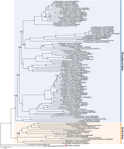 Figure 3. Phylogenetic tree based on 13 protein-coding genes of Gobioidei species reconstructed by Bayesian inference (BI) analysis. Posterior probabilities for the BI are indicated at each node. GenBank accession numbers are provided after each scientific name.