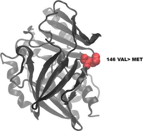 Figure 5. Visualization of wild-type and mutated NAT2 proteins. (A) shows the location of the novel mutated residue VAL146MET in the predicted model structure of NAT2 protein.