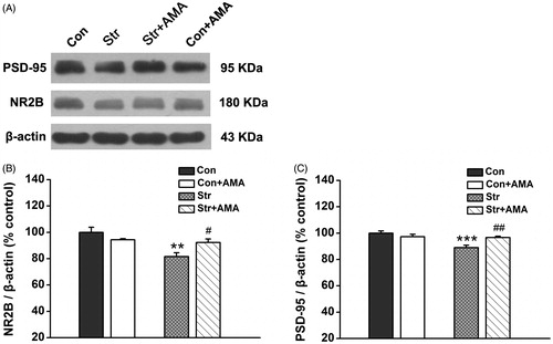 Figure 5. The effects of chronic unpredictable stress and amantadine treatment on expression of the NR2B and PSD-95 in the hippocampus. (A) Results are immunoblots from single representative experiments. (1) the Control group, (2) the Str group, (3) the Str + AMA group, (4) the Con + AMA group. The expression values of the NR2B (B) and the PSD-95 (C) were normalized with β-actin value, then compared to control. Data are presented as mean ± SEM. **p < 0.01, ***p < 0.001, comparison between the Con group and the Str group; #p < 0.05, ##p < 0.01, comparison between the Str group and the Str + AMA group; the Con, Str and Str + AMA groups: PSD-95, n = 7/group; NR2B, n = 8/group; the Con + AMA group: PSD-95/NR2B, n = 5.