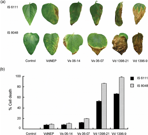 Fig 4. (a) Chlorosis and necrosis in leaves of sunflower hybrids IS6111 and IS8048, induced by His-VdNEP (20 μg mL−1) and V. dahliae isolates three weeks after inoculation (w.a.i.) by root dipping; and (b) percentage of cell death in sunflower leaves treated with V. dahliae and His-VdNEP (20 μg mL−1). The error bars represent the standard error.