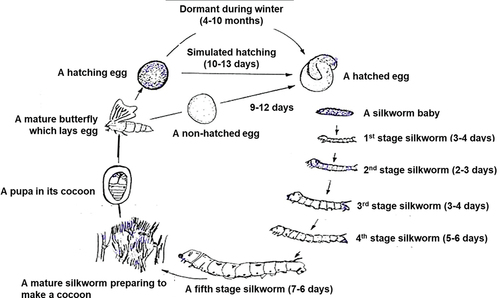 Figure 1. The life cycle of silkworm.