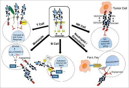 Figure 2. CEACAM1's function in immune cells. CEACAM1's function has been extensively characterized in many compartments of the immune system. T Cells: CEACAM1-L acts as an inhibitory receptor on T cells via recruitment of SHP-1 to CEACAM1-L's phosphorylated ITIMs, changing the activation threshold of T cell activation and therefore decreasing immunosurveillance in a cancer context. CEACAM1-S plays an opposing role and therefore can promote T cell activation leading to increased activation- induced cell death and distinct regulatory functions. CEACAM1 also interacts with TIM-3 on the surface of T cells, endowing TIM-3 with its inhibitory function so as to oppose T cell activation. NK Cells: CEACAM1-L expressed on the surface of NK cells interacts in trans with CEA or CEACAM1 on tumor cells, inhibiting NK-mediated tumor cell killing independently of MHC class I status. B Cells: Activation of the B cell receptor (BCR) leads to phosphorylation of CEACAM1-L's ITIM domain, leading to SHP-1 recruitment and dephosphorylation of PI3K, which promotes activation-induced cell death of B cells. Monocytes: CEACAM1 homophilic binding leads to PI3K activation, promoting AKT-mediated survival via activation of Bcl-2 and inhibition of caspase-3. Granulocytes: CEACAM1 on the surface of granulocytes promotes granulopoiesis while inhibiting granulocyte-mediated angiogenesis and apoptosis.