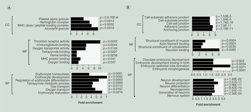Figure 4. Gene ontology term analysis of anticorrelated genes upon hES-BLs differentiation from hES-EBs. (A) Enrichment of the gene ontology (GO) terms for hypomethylated/upregulated genes in hES-BLs versus hES-EBs. Histograms were drawn using R14.0 with GO_ID as the y-axis and −log10 (p) as the x-axis. The p-values are listed next to bars, while fold-enrichment is shown below the bars. (B) Enrichment of the GO terms for hypermethylated/downregulated genes in hES-BLs versus hES-EBs.BP: Biological process; CC: Cellular component; MF: Molecular function.