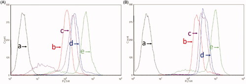 Figure 4. Cellular uptake after incubation with varying formulations. (A) Cellular uptake of U87MG cells and (B) cellular uptake of BMVECs cells. (a) Blank control; (b) coumarin liposomes; (c) GGPFVYLI modified coumarin plus rofecoxib liposomes; (d) dual targeting coumarin plus rofecoxib liposomes; (e) free coumarin.
