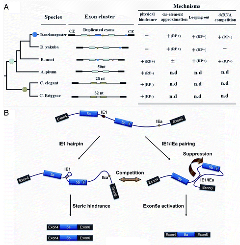 Figure 6. A refined model for regulating mutually exclusive splicing of silkworm 14–3-3ζ pre-mRNA. (A) Divergence of control mechanisms of mutually exclusive splicing. Exons that are duplicated in tandem are shown in colored boxes while constitutive exons (CE) flanking the duplicated exons are shown in black. Docking sites (marked by saddle shapes) are reverse-complementary to an upstream selector sequence (marked by hearts). The exon duplications (solid circles) produce the new exon copy. The introns are represented by lines, and not drawn to scale. “+” and “-” indicate the presence or absence, respectively, of underlying mechanisms for mutually exclusive splicing. “(RP+)” and “(RP-)” denote the RNA pairing-dependent and RNA pairing-independent mechanisms, respectively. “n.d” means “not determined.” (B) A refined model for controlling mutually exclusive splicing. The red and green circles represent the selector sequences and the docking site, respectively. The red diamond in the exon depicts the exonic enhancer. The arrow depicts the suppression of exon 5b. When the selector sequence (IE1) can interact with the docking site (IEa), the exon 5a variant is included in the 14–3-3ζ mRNA. Then inter-intronic RNA pairing excludes in-loop exon 5b via a looping-out mechanism. Alternatively, the RNA hairpin is assumed to form within the IE1 sequence. Thus, the resulting steric hindrance mechanism should dominantly control mutually exclusive splicing of these pre-mRNAs.