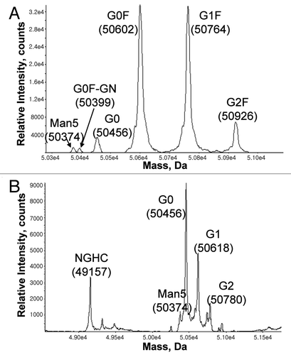 Figure 5 ESI-TOF spectra of the heavy chain in (A) CHO- and (B) Pichia-produced IgG1. As expected, Pichia-produced IgG1 has no core fucose and contains predominantly G0 glycan. Samples were reduced in the presence of 1 mM DTT at 75°C for 15 minutes, then separated on a PS-DVB column (0.5 mm × 50 mm) at 80°C with a gradient elution of mobile A and B and a flow rate of 20 µL/min. The mobile phase A contained water with 0.1% formic acid, and the mobile phase B contained acetonitrile with 0.1% formic acid. The liquid chromatography separation was coupled to an Agilent MSD-TOF MS and the mass was determined using TOF Protein Confirmation software.