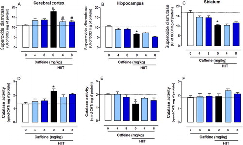 Figure 5. Effects of chronic high-intensity interval training (HIIT) and caffeine (4 and 8 mg/kg) in superoxide dismutase (SOD) and catalase (CAT) activities. SOD activity in the cortex (A), hippocampus (B) and striatum (C). CAT activity in the cortex (D), hippocampus (E) and striatum (F). Data are expressed as mean ± SEM. P < 0.05 represents a significant difference. * Indicates significant difference compared to the vehicle group. # indicates significant difference compared to the HIIT group (ANOVA one-way followed by post hoc Tukey, n = 6–8).