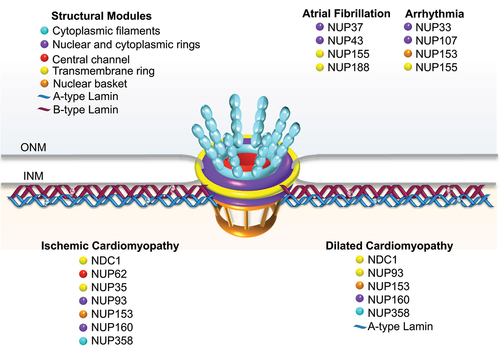 Figure 1. Schematic of nuclear pore complexes, the nuclear lamina, and their association with heart disease. Structural modules are colored according to the scale at the top left. The outer nuclear membrane (ONM) and inner nuclear membrane (INM) of the nuclear envelope are indicated as gray lines. The lamina meshwork is shown as red-brown (B-type lamins) and blue (A-type lamins) ribbons. Individual structural components are listed according to their association with heart diseases.