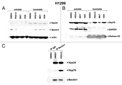 Figure 3. HSP70 inhibitors cause sequestration of Beclin-1 in an insoluble fraction in the cell. (A) Western analysis of Vps34, Beclin-1, and actin in H1299 cells treated with 10 uM PES-Cl or MKT-077 (MKT), or 20 uM VER-155008 (VER) for 24 h followed by fractionation of soluble and insoluble material and analysis by western blot using antibodies for the proteins indicated. Note that Beclin-1 is normally present in a soluble fraction in cells, but that after HSP70 inhibition, this protein changes to an insoluble fraction, indicative of sequestration and inactivation. (B) Western analysis of HSP70, GAPDH (control for soluble protein), and Histone H3 (control for insoluble protein) in H1299 cells treated with 10 uM PES-Cl or MKT-077 (MKT), or 20 uM VER-155008 (VER) for 24 h followed by fractionation of soluble and insoluble material and analysis by western blot using antibodies for the proteins indicated. (C) Immunoprecipitation–western blot analysis of the Beclin1/HSP70 complex in H1299 cells treated with DMSO or 10 uM PES-Cl for 24 h. Five hundred micrograms of lysate was immunoprecipitated with 0.5 ug of antisera to Beclin1, followed by SDS-PAGE, transfer, and western analysis using antisera to Vps34 and HSP70.