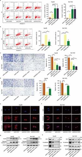 Figure 4. DDX24 regulates sorafenib-induced apoptosis and sorafenib-mediated inhibition of migration in HCC cells. (a, b) Apoptosis rates of Hep3B and Bel-7402 cells transfected with DDX24-specific shRNAs (a) or DDX24 plasmid (b) followed by the treatment with SFN for 48 hr were determined by flow cytometry assays, and representative qualification was shown in the right panel. (c, d) Cell migration rates of DDX24 knockdown (c) or overexpression (d) Hep3B and Bel-7402 cells treated with DMSO or SFN for 48 hr were detected by trans-well assays, and representative qualification was shown in the right panel. Scale bar = 100 μM. (e, f) Representative immunofluorescent images of phalloidin (red) in Hep3B (e) and Bel-7402 (f) cells transfected with shNC, shDDX24-1 and shDDX24-2 followed by the treatment with SFN. Blue, nucleus. Scale bar = 5 μM. (g, h) Expression of PARP, cleaved caspase-7, ZO-1, N-cadherin and β-catenin proteins was evaluated by the western blot analysis. β-actin was used as the loading control. The results were shown as means ± SD, *p < .05, ** p < .01, *** p < .001, *** p < .0001; n. s., not significant.