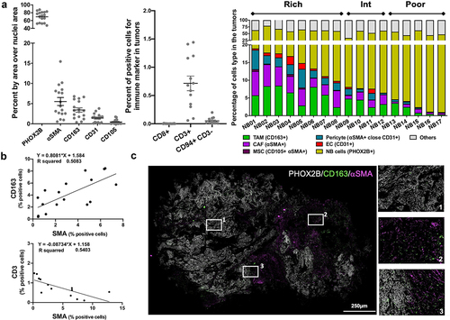 Figure 1. TAM, CAF and MSC are the most abundant nonmalignant cells in the TME of NB tumors.