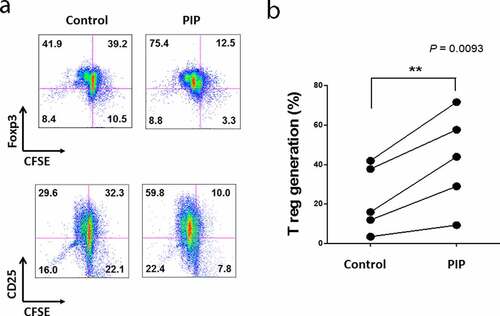 Figure 6. Recombinant prolactin-induced protein (PIP) induces CD4+CD25+Foxp3+ T (Treg) cells by inducing the maturation of immature DC. (a). To mature these DCs, CD14+ monocytes were cultured with GM-CSF and IL-4 for 5 days. Immature DCs were cultured for 48 h with PIP to allow the induction of tolerogenic DCs. Tolerogenic DCs were co-cultured with CFSE-labeled CD4+CD25−Foxp3− T cells and 500 ng/ml anti-CD3 Ab, 500 ng/ml anti-CD28 Ab, and 50 U/ml IL-2 for 5 days. The development of Treg cells was assessed by FACS analysis of the expression levels of CD4, CD25, and Foxp3. (b). Treg generation by PIP-treated DCs isolated from healthy volunteers (n = 5)