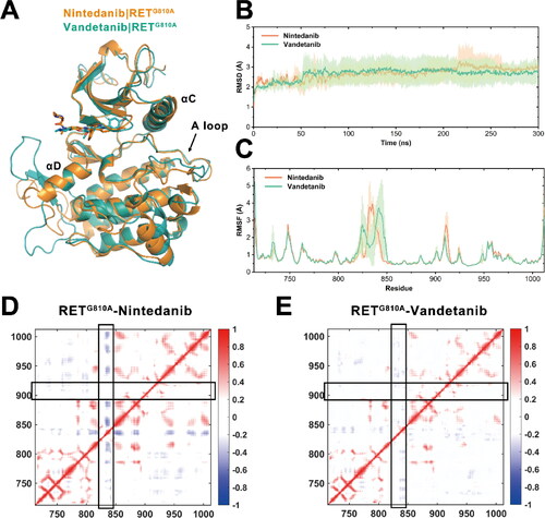 Figure 1. Conformational dynamics of RETG810A in complex with nintedanib and vandetanib. (A) The alignment of the initial structures of RETG810A−nintedanib and RETG810A−vandetanib based on PDB ID 6NEC (chain A) and 2IVU. (B) RMSDs of all Cα atoms of RETG810A bound to nintedanib (orange) and vandetanib (green) along simulation time. (C) RMSFs of RETG810A bound to nintedanib (orange) and vandetanib (green) during equilibrium simulations. Transparencies represent the standard deviations. Dynamic cross-correlation matrix of (D) RETG810A−nintedanib and (E) RETG810A−vandetanib. Red colour denotes correlation and blue colour denotes anti-correlation. The density of colours implies the correlation extent.