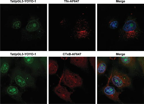 Figure S1 Confocal imaging analyzed the uptake of Tat/pDNA together with endocytosis markers.Notes: Confocal imaging analysis of the co-localization of Tat/pGL3-YOYO-1 with CME and CvME markers. COS-7 cells were co-incubated by Tat/pGL3-YOYO-1 complexes (N/P=10, green emission signal) together with dextran-AF647 and CTxB-AF647 (red emission signal) for 1 hour. Cell nuclei were stained with Hoest3312 (blue emission signal).Abbreviations: CME, clathrin-mediated endocytosis; CvME, caveolae-mediated endocytosis.