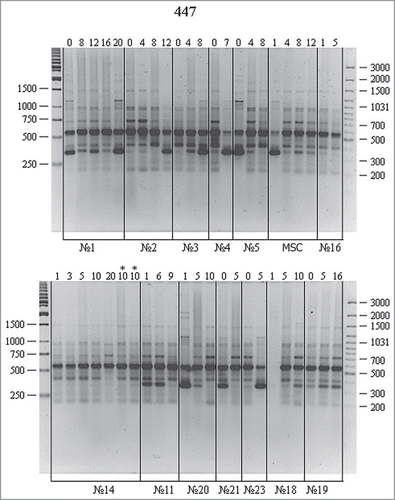 Figure 3. RAPD analysis of DNA from cell cultures at different passages using the P447 primer. For designations, see Figure 1.