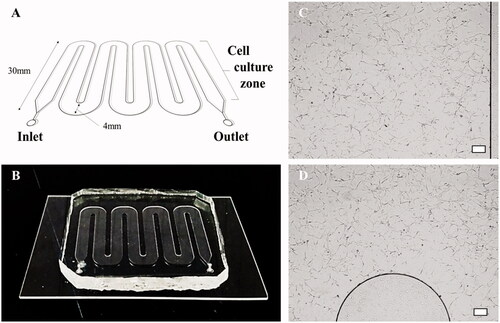 Figure 2. Microfluidic chip and cell culture images in microchannels. (A, B) A schematic diagram of the microfluidic chip and an image of the chip fabricated with PDMS. (C, D) Micrographs showing that T98G cells grow well in the PDL-coated microfluidic chip (scale bar: 200 μm).