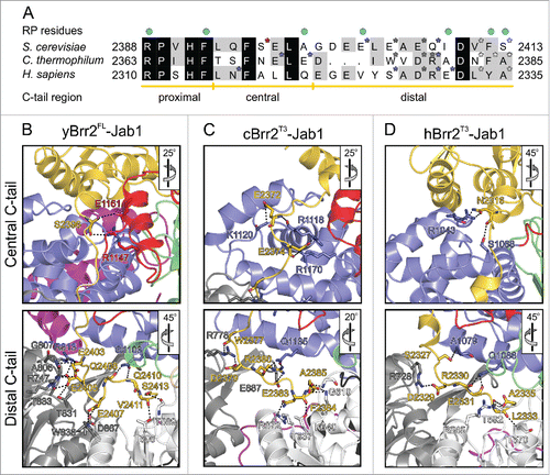 Figure 2. Interactions of the Jab1 C-terminal tail with the RNA-binding tunnel of Brr2. (A) Sequence alignment of the Jab1 tails of S. cerevisiae, C. thermophilum and H. sapiens. Residues interacting at the RNA-binding tunnel of the respective Brr2 protein are indicated by asterisks, colored according to the respective interacting Brr2 domain (RecA1 – light gray; RecA2 – dark gray; HB – blue; HLH – red). Residues affected by prp8 mutations that cause retinitis pigmentosa in humans are indicated by cyan dots above the alignment. Regions corresponding to the proximal, central and distal portions of the tails are indicated below the alignment. (B-D) Details of the interactions of the Jab1 C-terminal tails at the Brr2 RNA-binding tunnels in the yBrr2FL-Jab1 complex (B), cBrr2T3-Jab1 complex (C) and hBrr2T3-Jab1 complex (PDB ID 4KIT)Citation23 (D). Top panels – interactions of the central regions of the Jab1 tails. Bottom panels – interactions of the distal regions of the Jab1 tails. Interacting residues are shown as sticks and colored by atom type (carbon – as the respective domain/region; nitrogen – blue; oxygen – red). For interactions involving only protein backbone atoms, side chains are not shown for clarity. Dashed lines indicate hydrogen bonds or salt bridges. Rotation symbols indicate orientations relative to Fig. 1B, D and E, respectively.