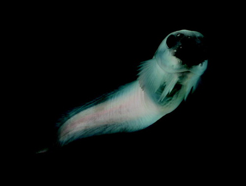 Figure 1.  The family of the snailfishes, Liparidae, was one of A.P. Andriashev's favorite fish groups which he studied taxonomically and biogegographically. This blacksnout seasnail Paraliparis copei Goode & Bean, Citation1896 (104 mm SL) was photographed in a kreisel tank on board of the RV Seward Johnson, shortly after it had been collected alive during a dive with the Johnson Sealink submersible in Oceanographer Canyon, NW Atlantic, at about 800 m depth in fall 2005. The species was identified by Natalia V. Chernova, Zoological Institute of the Russian Academy of Sciences, St. Petersburg, Russia. This specimen was later donated to the Museum of Comparative Zoology, Harvard (MCZ 165329; http://www.mcz.harvard.edu/Departments/Ichthyology/index.html) (Photographer: David Shale www.deepseaimages.co.uk)