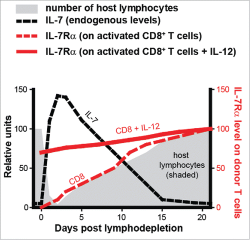 Figure 1. Activated CD8+ T cells with IL-12 conditioning have elevated IL-7Rα and maximal ability to utilize host IL-7 after transfer into a lymphodepleted host. In this schematic diagram, the shaded area indicates theoretical change in host lymphocyte numbers after cytoreductive therapy. As a consequence of lymphodepletion, serum IL-7 levels are greatly and transiently increased (dotted black line). The red lines indicate expression of IL-7Rα on either standard activated (red dotted line) or IL-12-conditioned (red solid line) CD8+ T cells. Unlike standard activated CD8+ T cells, IL-12-conditioned activated CD8+ T cells have elevated IL-7Rα at transfer and can maximally respond to high serum IL-7 levels during the critical lymphopenic window.