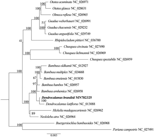 Figure 1. The Maximum-Likelihood (ML) tree based on the 21 plastid genomes of Bambuseae. Numbers near the nodes mean bootstrap support value.