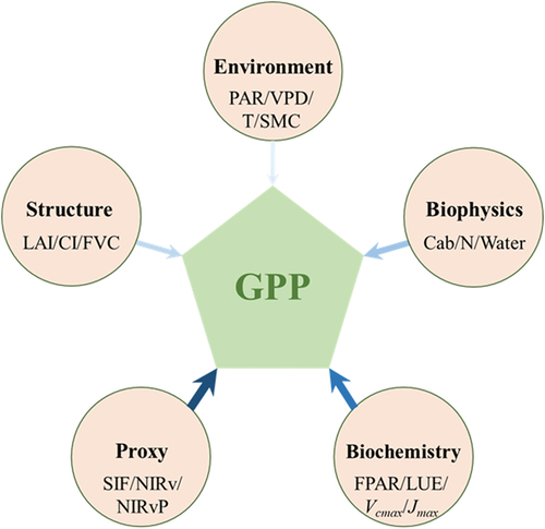 Figure 2. Five key parameters closely linked to the photosynthetic process. The size and color of the arrows depict the degree of correlation between these parameters and remotely sensed GPP estimation. See more symbols and acronyms in Appendix A.