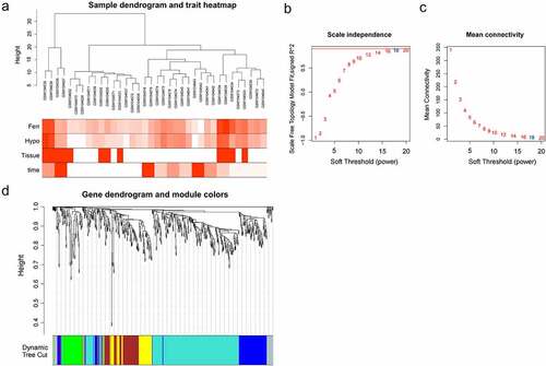 Figure 3. The co-expression modules analysis. (a). Clustering dendrogram of 36 samples; (b). The relationship between the scale-free fit index and various soft-thresholding powers; (c). The relationship between the mean connectivity and various soft-thresholding powers; (d). Clustering dendrogram of genes, various colors represent different modules