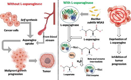 Figure 5. Plausible mechanism of action of L-asparaginase and inhibition of cancer developement