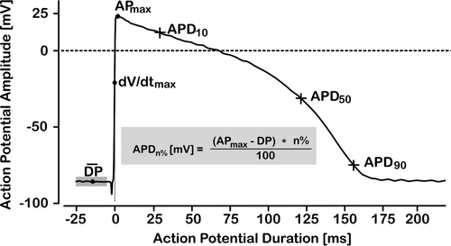 Figure 3.  Simulated guinea pig action papillary muscle potential illustrating how APD-10, APD-50 and APD-90 were determined. Time 0 was set at maximum rate of rise of phase 0 depolarization, baseline resting membrane potential was set as the average of a 20 ms sampling sequence at 50 kHz starting at time −25 ms.