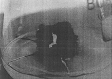 Figure 8 Regeneration of roots from developed calli after 45 days in Gamborg's B5 medium supplemented with IAA (2 mg/l) + NAA (2 mg/l).