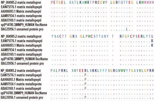 Figure 10. MMP9 sequences conservation test by BioEdit software showing three non-conserved regions at positions 110, 279, and 574. The continuous colored dots represent conservation.